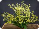 Oncidium Chiou Pin Yangtze